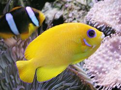 Centropyge flavissimus