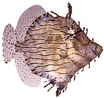 Chaetoderma penicilligera Verziert gebunden