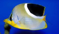 Chaetodon ephippium Schwarzer Spot Papillon Fisch
