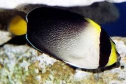 Chaetodontoplus mesoleucus