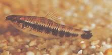 Characidium fasciatum Charakter fasziniert