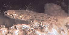 Characidium steindachneri Tetrager entdeckt