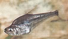 Charax gibbosus Bumpglas Tetra, Charax Gibbeux