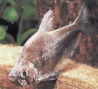 Charax tectifer (Charax Schlachtschiff)