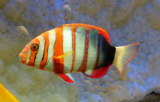 Choerodon sp (Schleife)