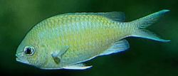 Chromis caerulea Grüne Chromis