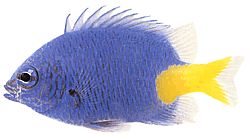 Chrysiptera parasema (Blaue Dame mit gelber Schwanz)