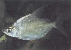 Citharinus citharus Hohe Rückenscheiße