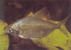 Citharinus congicus Kongo Citharine