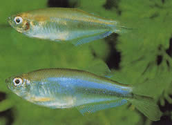 Coelurichthys microlepis (Tetra CRUTER mit kleinen Waagen, Barberos)