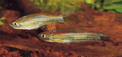 Coelurichthys tenuis Tetra hielt Tetra-Barberos