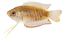 Colisa fasciata Riesenpaket