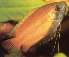 Colisa sota Honig Gourami