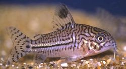 Corydoras trilineatus (Drei -Band -Corydoras)