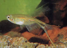 Corynopoma riisei (Corynopoma Zwerg, Schwert Tetra)