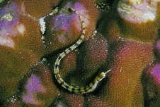 Corythoichthys flavofasciastus Gelbe Vorzeichenfisch