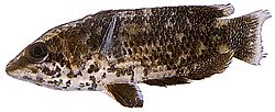 Ctenopoma oxyrhynchus