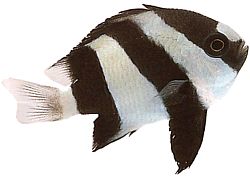 Dascyllus aruanus (Weiß -Tail)