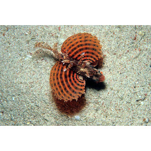 Dendrochirus brachypterus (Zwerg)