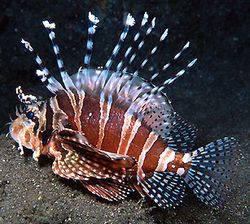 Dendrochirus zebra (Zwergbewertung)