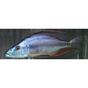 Dimidiochromis Compressiceps (Cichlid Eye Eater)