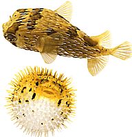 Diodon holocanthus (Dorniges Gebläse)