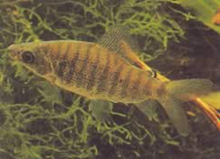 Distichodus fasciolatus (Grauer gestreifte Bezirk)