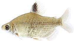 Distichodus noboli (Rote Flossen distichodus)