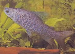 Distichodus notospilus (Distichness-Schatten)