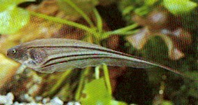 Eigenmannia virescens (Glasmesser Fisch)
