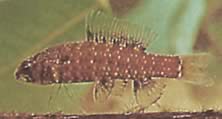 Elachocharax georgiae (Zwerg -Tetrager)