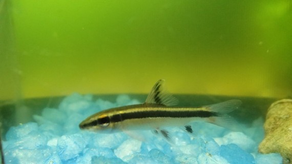 Epalzeorhynchus kallopterus (Schöne Flossen)