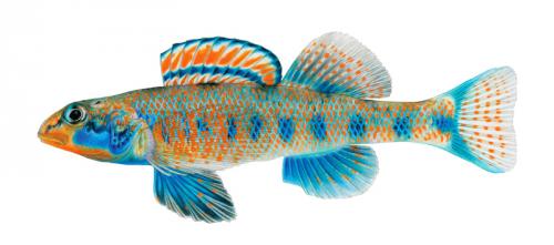 Etheostoma obama (Obama Pole)
