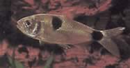 Exodon paradoxus (Tetra-Tiger mit zwei Plätzen)