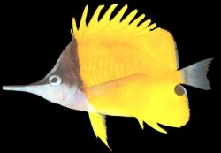 Forcipiger flavissimus (Chelmon mit langem Schnabel)