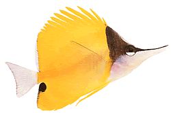 Forcipiger longirostris (Chelmon mit langem Schnabel)