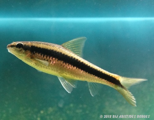 Garra cambodgiesis (Pièrres lick)