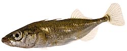 Gasterosteus aculeatus