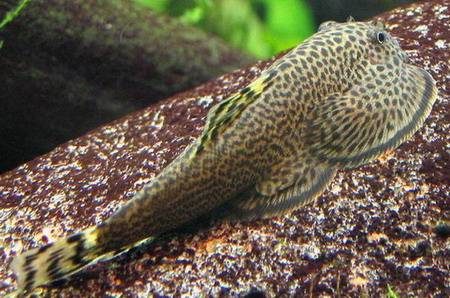 Gastromyzon ctenocephalus