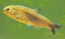 Gymnocharacinus bergi (Patagonias nacktes Charakter)