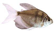 Gymnocorymbus ternetzi Witwe