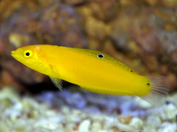 Halichoeres Chrysus (Gelb / Labre Canary)
