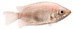 Helostoma temmincki (Küssen - Gourami -Müdeschaft)