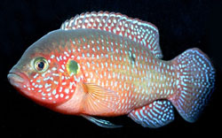 Hemichromis lifalili (Roter Cichlid)