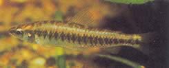 Hemigrammocharax multifasciatus (Afrikanische karierte Tetrachette)