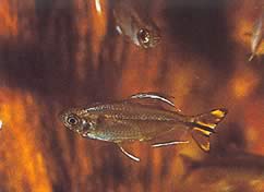 Hemigrammopetersius caudalis (Kongo Tetra mit Gelb)