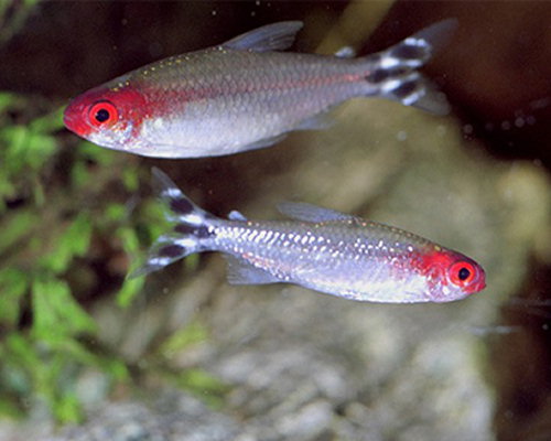 Hemigrammus bleheri