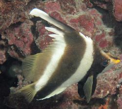Heniochus varius (Buckel vorderen Fisch)