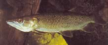 Hepsetus odoe Afrikanischer Charakter-Bochet, Guinea-Lachs