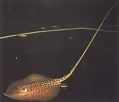 Himantura oxyrhynchus (Indo-Australian Spotted Line)
